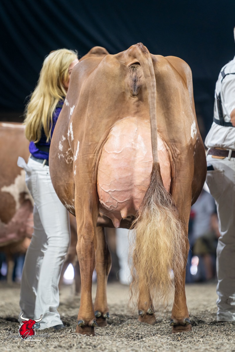 DAM: BRICKER-FARMS KING CINDERELLA EX-92