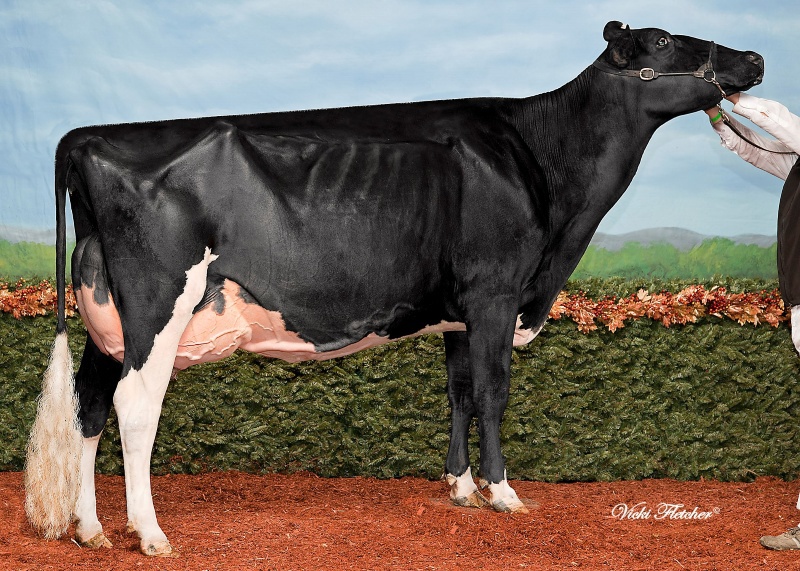 3rd DAM: JACOBS GOLDWYN BRITANY EX-96-2E 42*