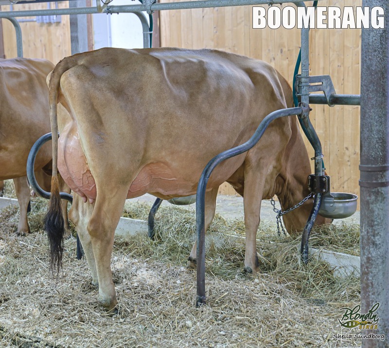 DULET BOOMERANG SPICY VG-88-3YR