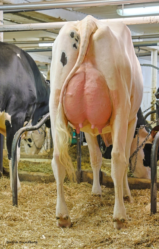 CLOVIS CYCLONE SHAKE OUT VG-86-2YR