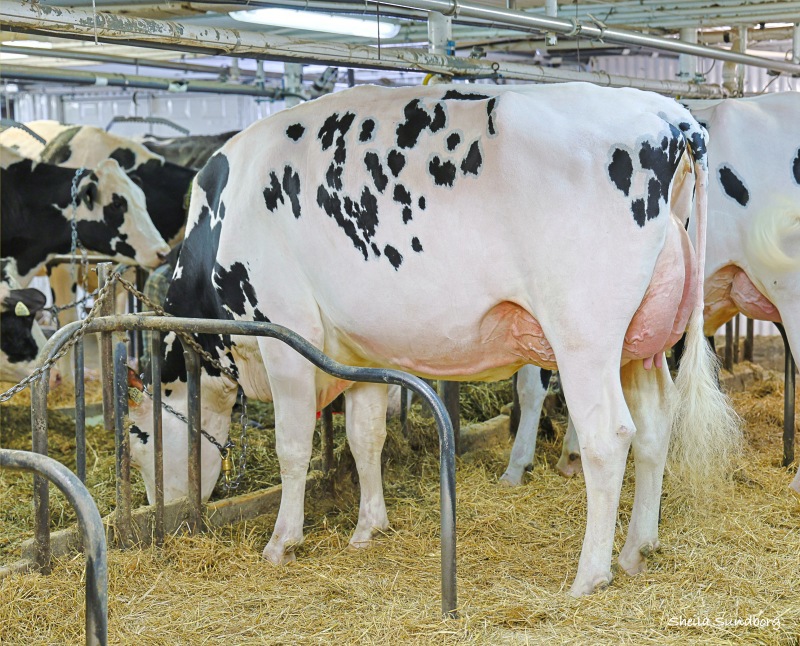 CLOVIS LIMITED ALYSSA VG-89-3YR