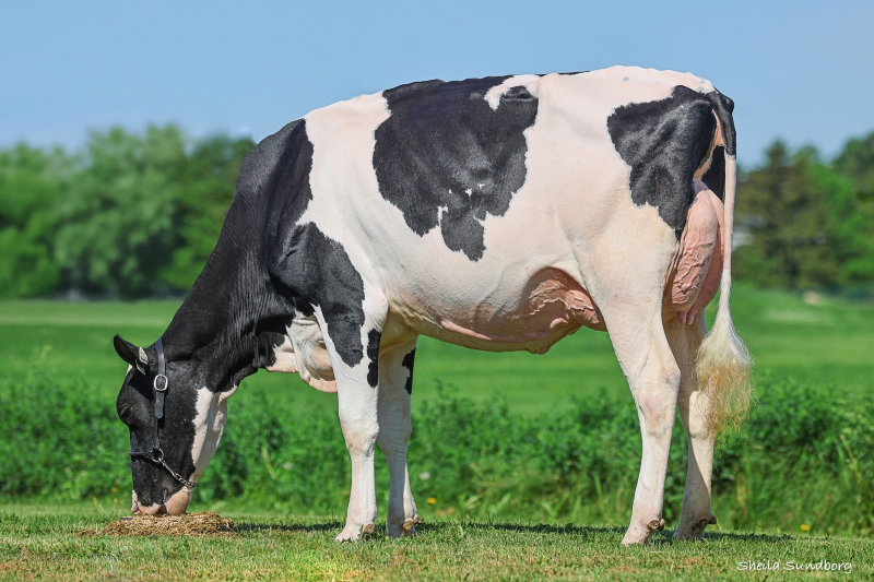COMBALLES DRIVEN BRENDALINA VG-86-2YR
