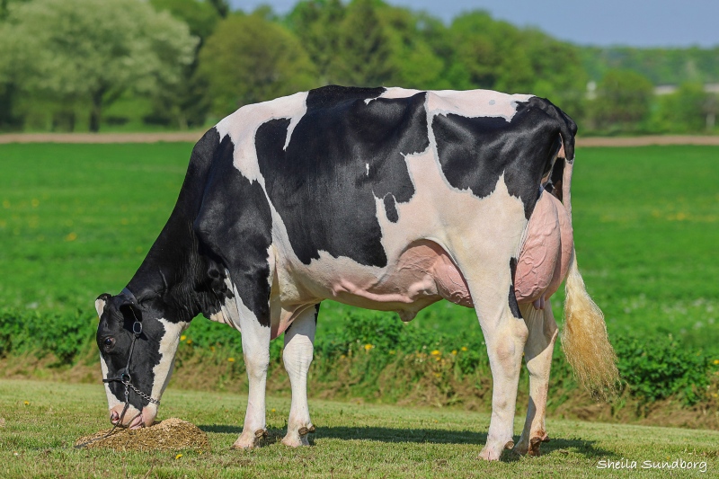CEDARHOLME ENERGY AUTUMN VG-89-3YR