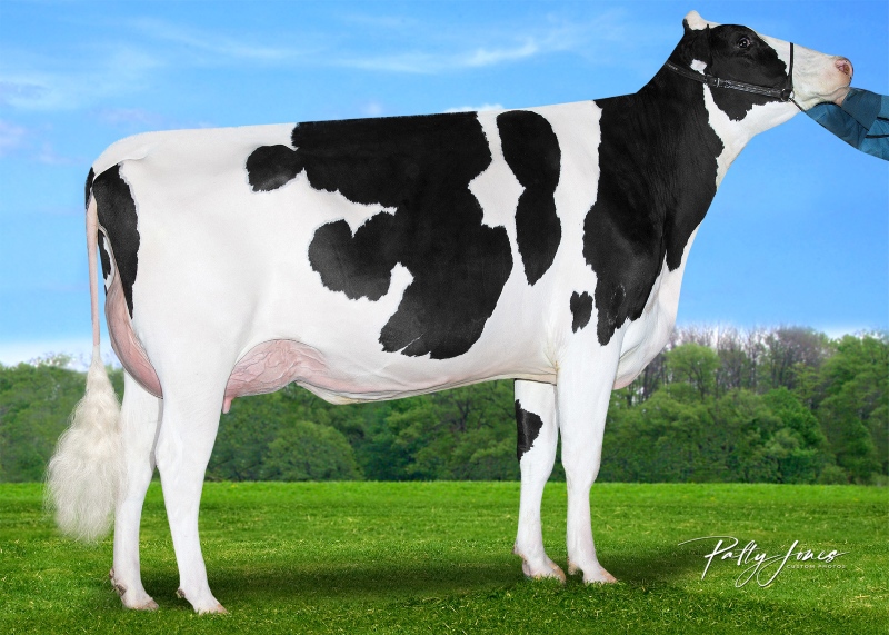 DAM: CLAYNOOK CHRIS RENEGADE VG-87 2*
