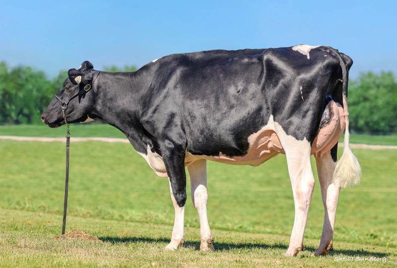 CNOSSOME MAJOR HUGBUG VG-87-2YR