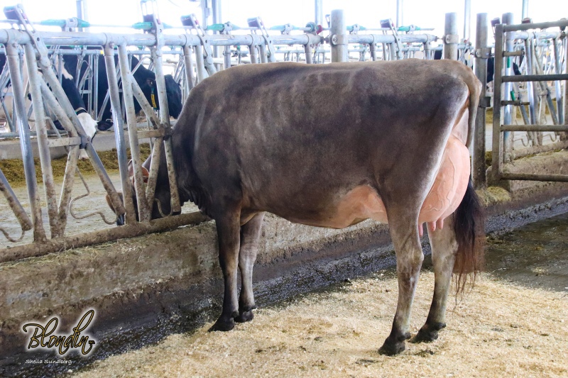DAM: KENTVILLE JOEL COCO EX-93-2E