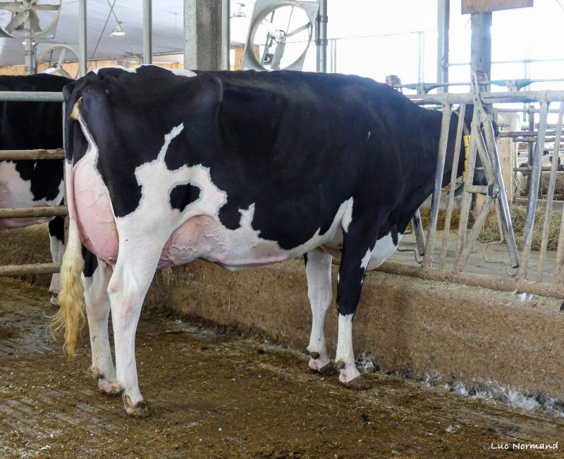 DAM: COMESTAR LATINE PARFECT VG-89-3YR
