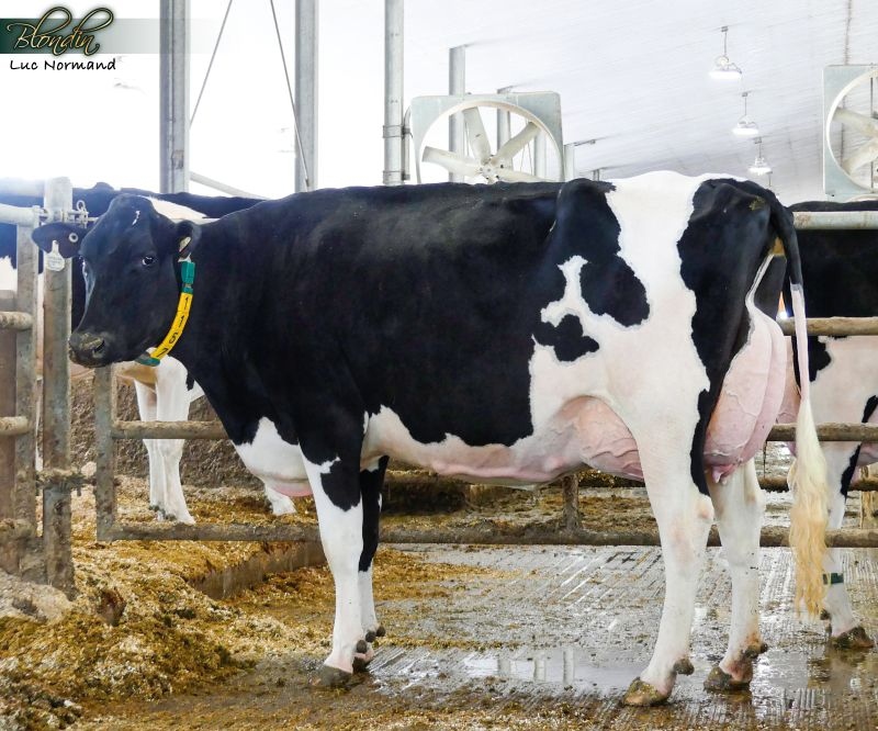 DAM: COMESTAR LATINE PARFECT VG-89-3YR