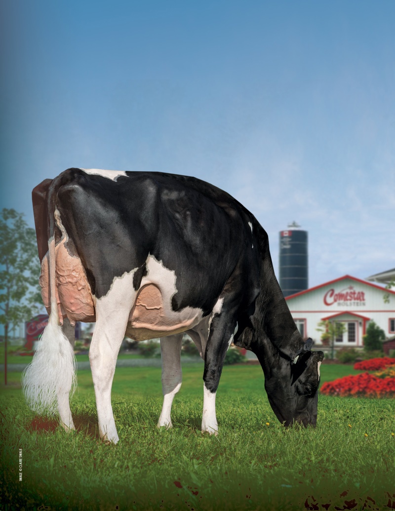 DAM: COMESTAR LATINET PARFECT VG-89 1* 