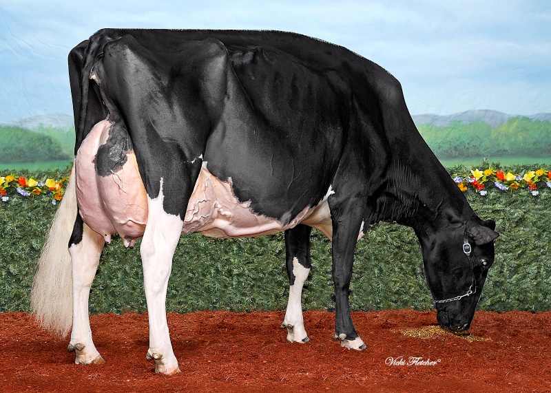 4th DAM: COMESTAR LAMADONA DOORMAN EX-94-2E 34*