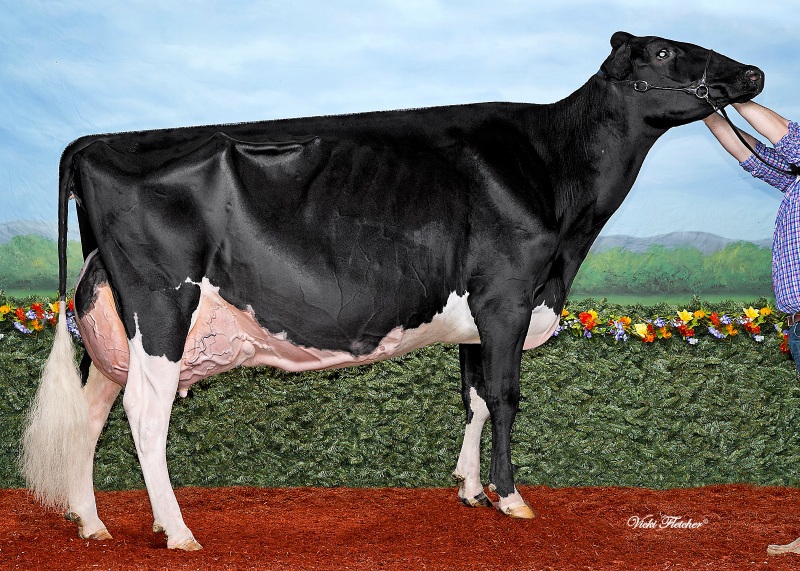 4th DAM: COMESTAR LAMADONA DOORMAN EX-94-2E 32*