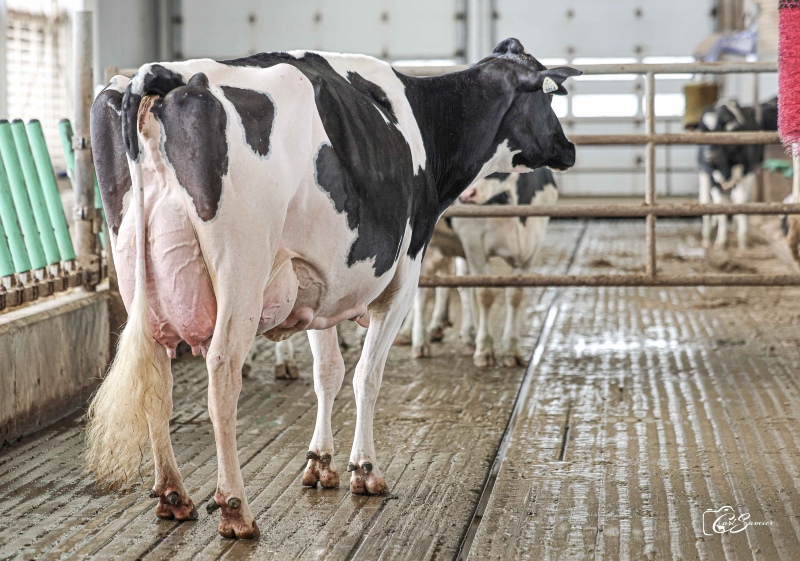 2nd DAM: COMESTAR LATASHA TROPIC EX-93 3*