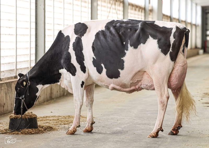 2nd DAM: COMESTAR LATASHA TROPIC EX-93 3*