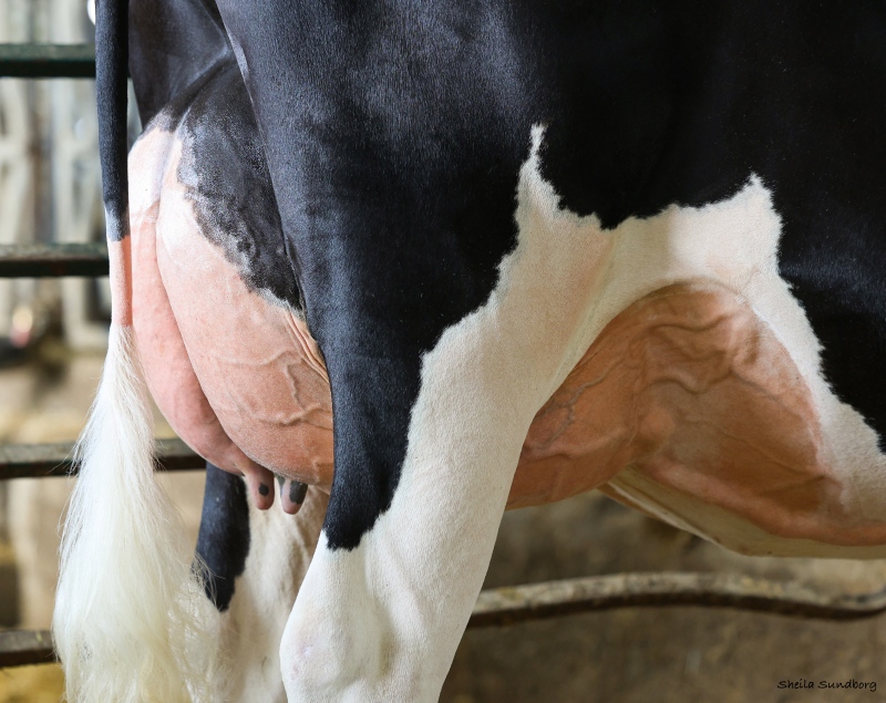 DARQUEST DYNASTY QUEEN VG-2YR