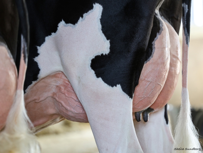 DREWHOLME DYNASTY LEMONADE VG-86-2YR