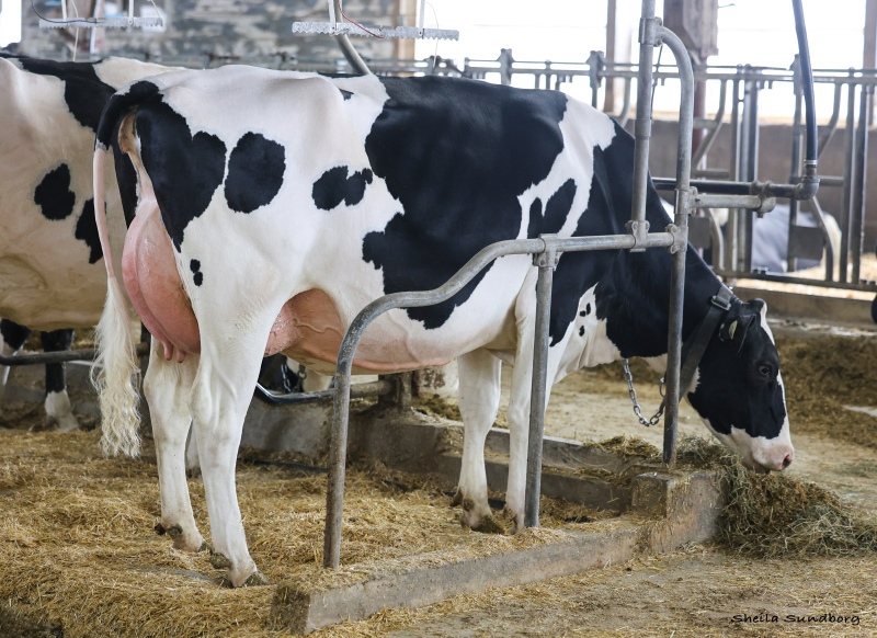 DREWHOLME LOGIC BE STILL P VG-86-2YR