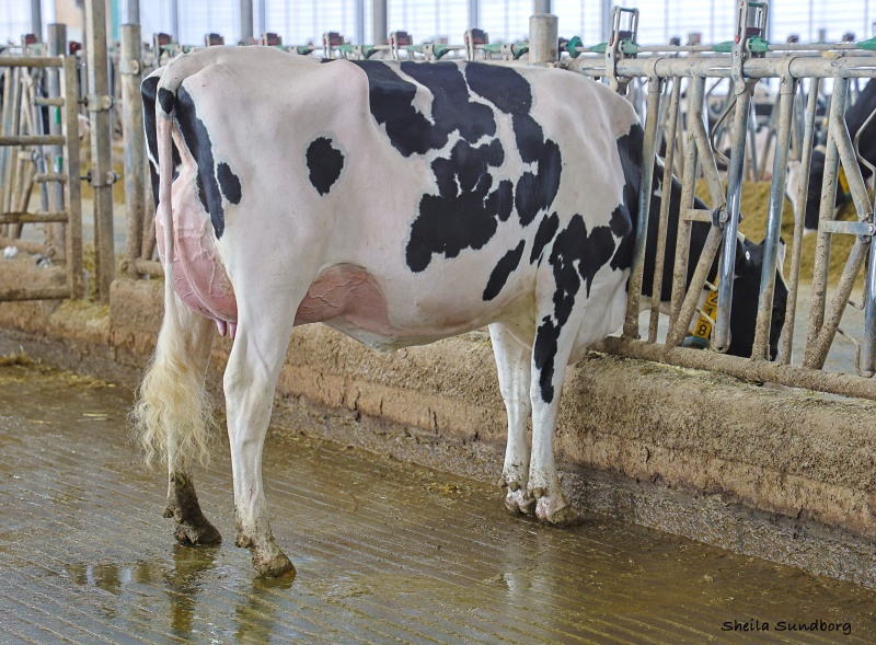 DAM: DUCKETT HADLEY 1218 VG-87-2YR
