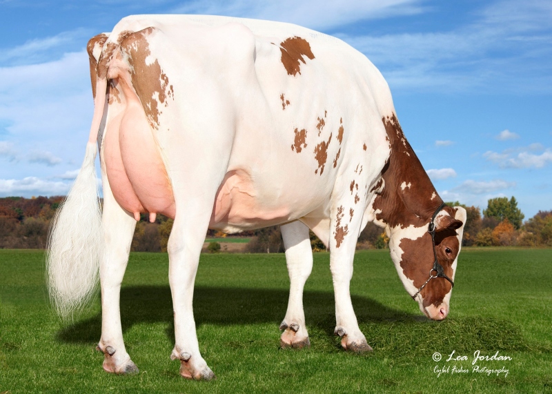 DAM: AOT SWINGMANG HALIA-RED EX-4YR