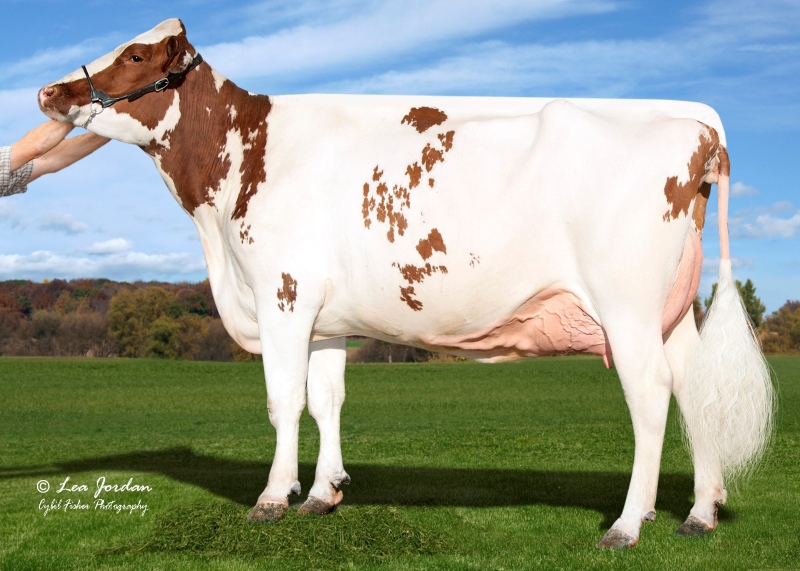 DAM: AOT SWINGMANG HALIA-RED EX-4YR