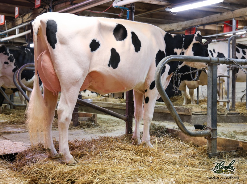 DAMESTAR ADMIE FASHIONGIRL GP-84-2YR