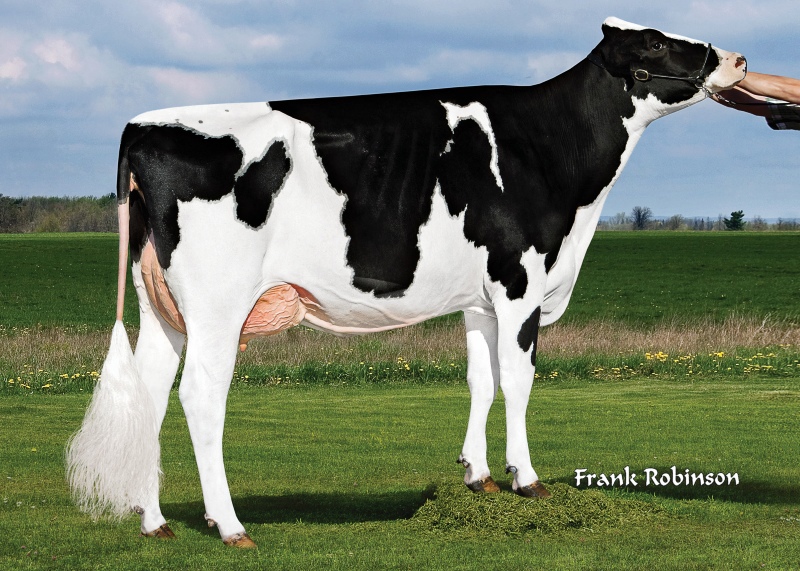 3rd DAM: DINOMI DRMAN RYLEY EX