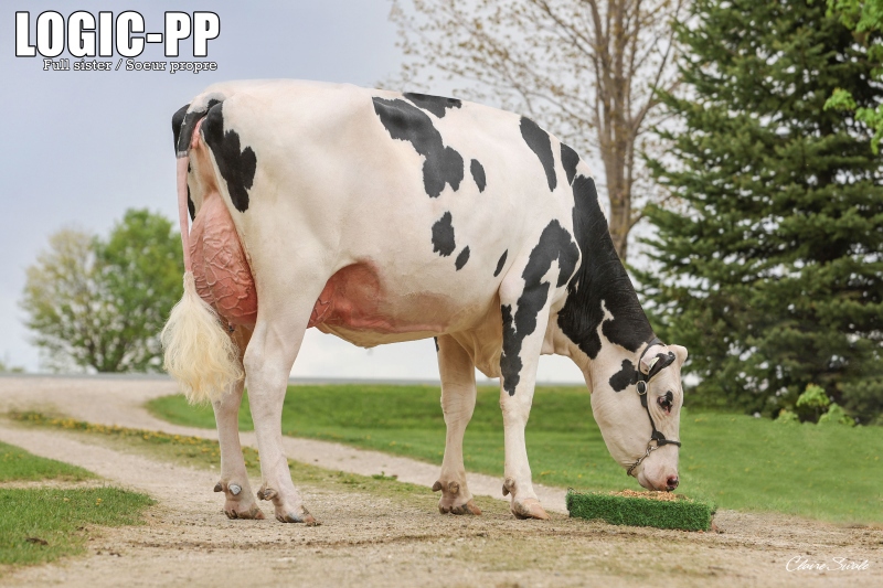 FULL SISTER: DREWHOLME A2P2 LEYSURE P VG-87