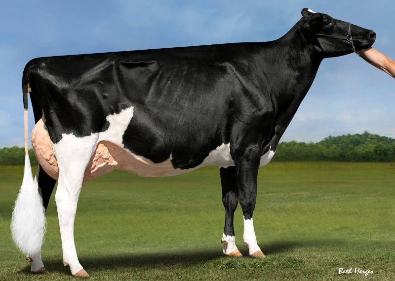 DAM: DROLIE DOORMAN MAYCY EX-4YR 2*