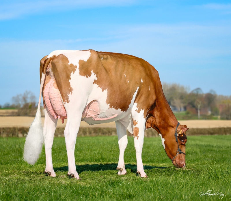 DU LOUVION URPHA-RED VG-87-2YR