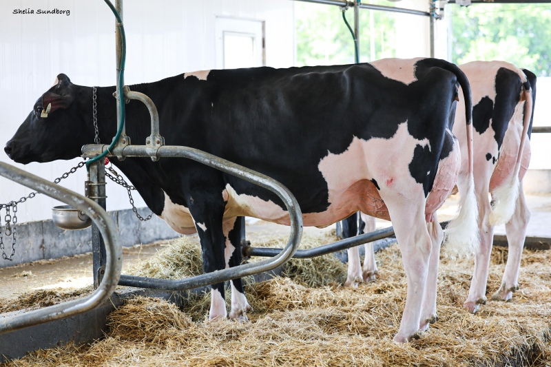 DUBENOIT DYNASTY EVER AFTER VG-86-2YR