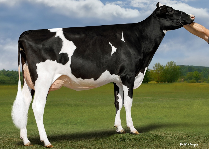 DAM: DUCKETT PARFECT HALLIE EX-91-3YR