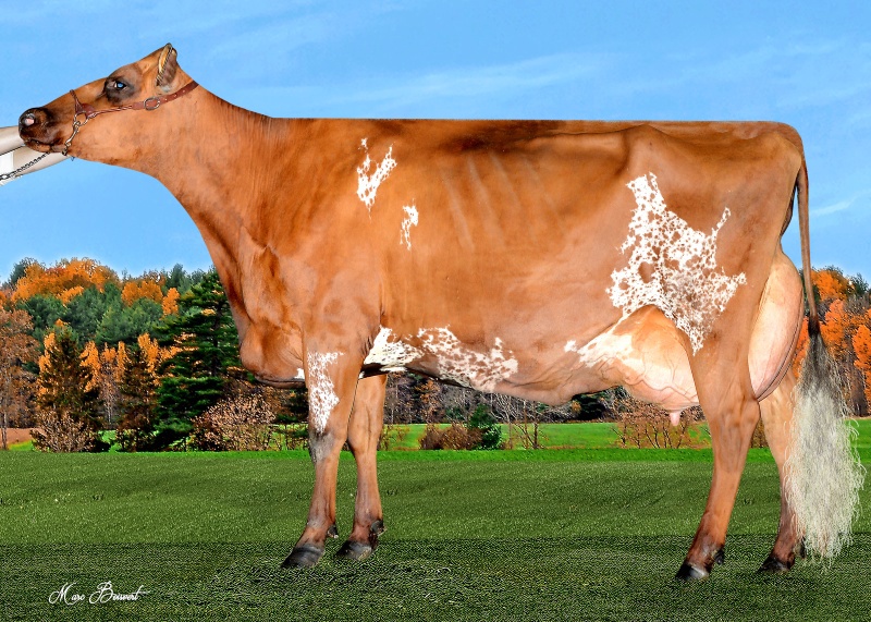 DAM: DUO STAR BURDETTE AMARA EX-91-2E 8*
