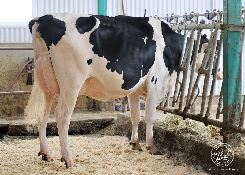 FAVREAUTIERE MAJOR ROYAUTE VG-2YR
