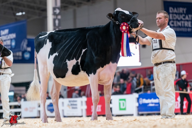 ECHO GLEN MASTER IVY