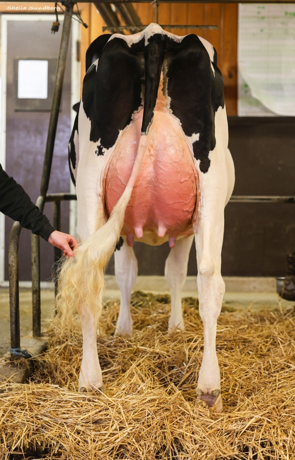 ELMCROFT MAJOR AZALEA VG-87-2YR