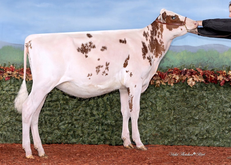 EXTRAMILE ETERNAL OPTIMIST