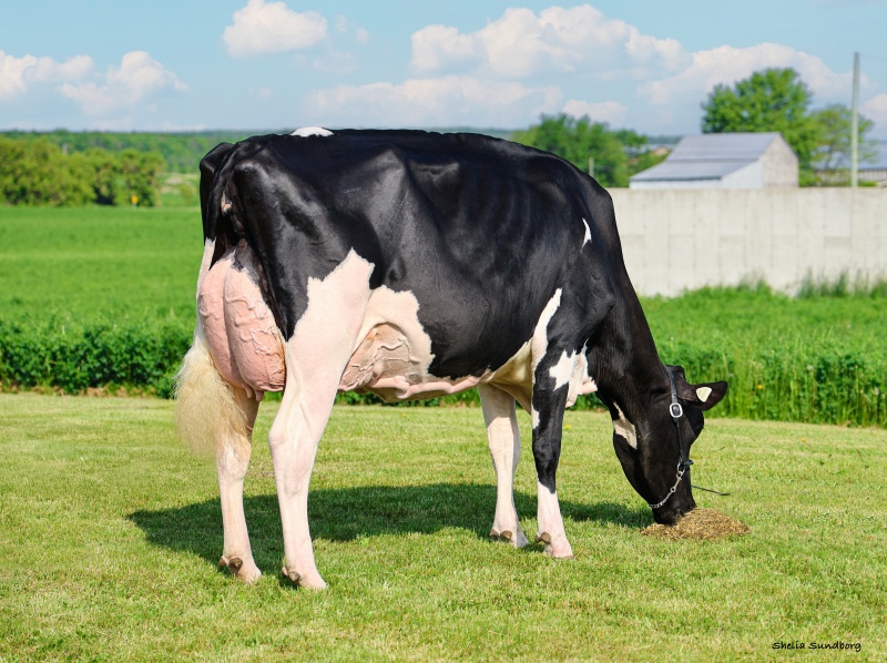 FAMIPAGE LEGEND BARABAS VG-89-3YR