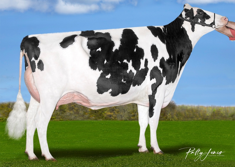 DAM: FRAHOLME ALLDAY ARIELLE-P VG-86-2YR