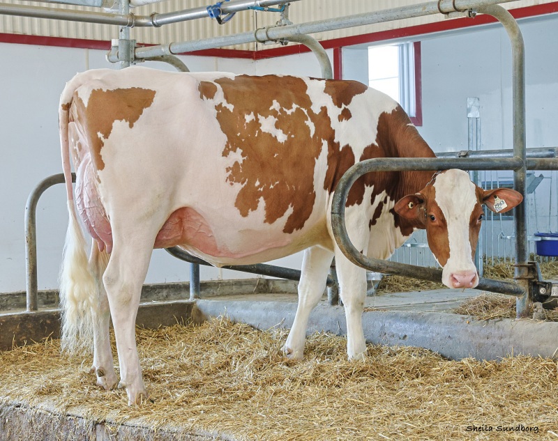 FAMIPAGE ALPHA POPCORN VG-87-2YR