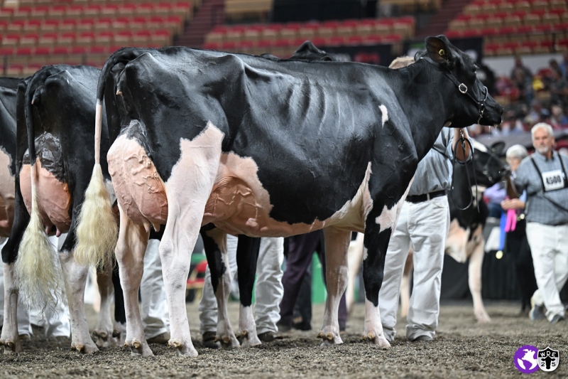 FAMIPAGE LEGEND BARABAS VG-89-3YR