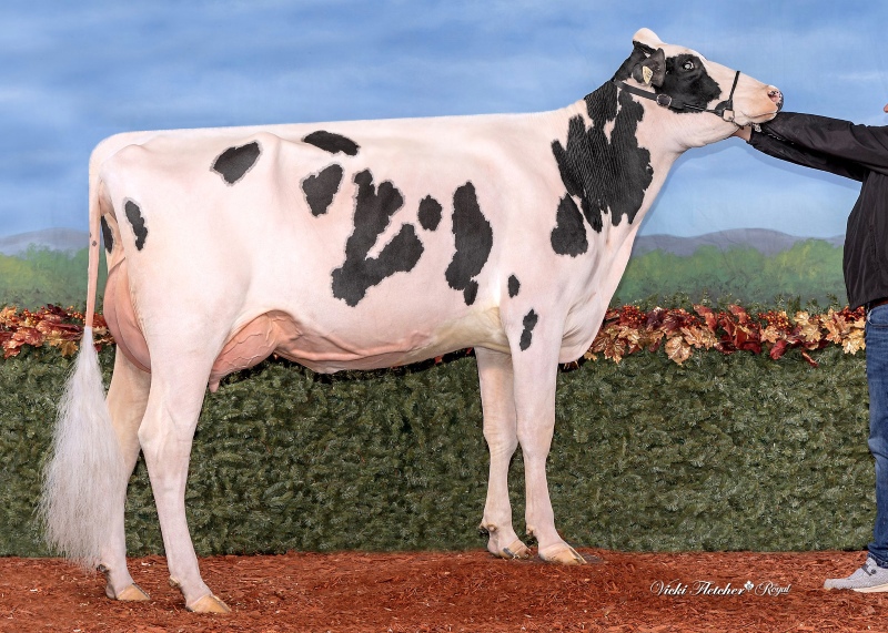 FRAELAND MAGNIFICIENT ENERGY VG-86-1YR
