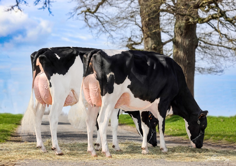 HAMANT-PELTRE PROUDHALLEY VG & MOSELLE PASSION PERLE VG