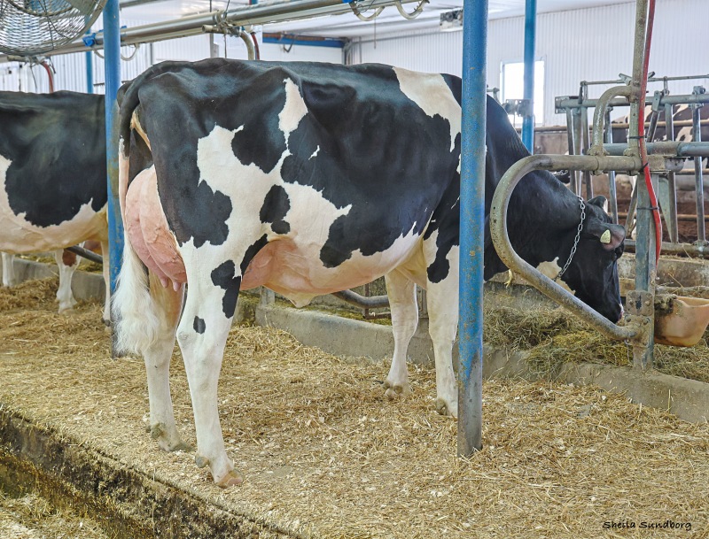 GAELANDE CAMARO MALVA VG-86-2YR