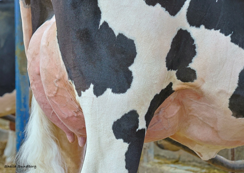 GAELANDE CAMARO MALVA VG-86-2YR