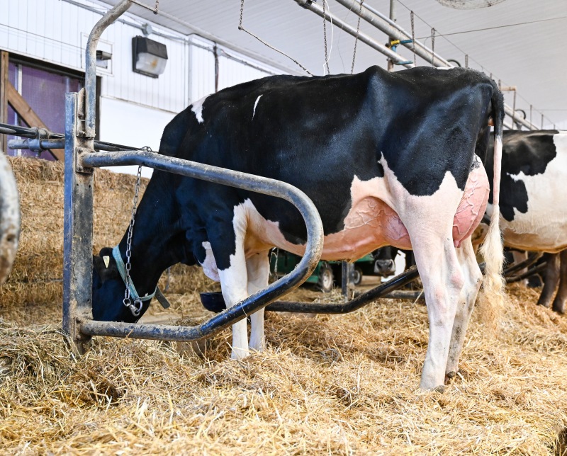 GLENBERT LOYALL DAWNA VG-2YR