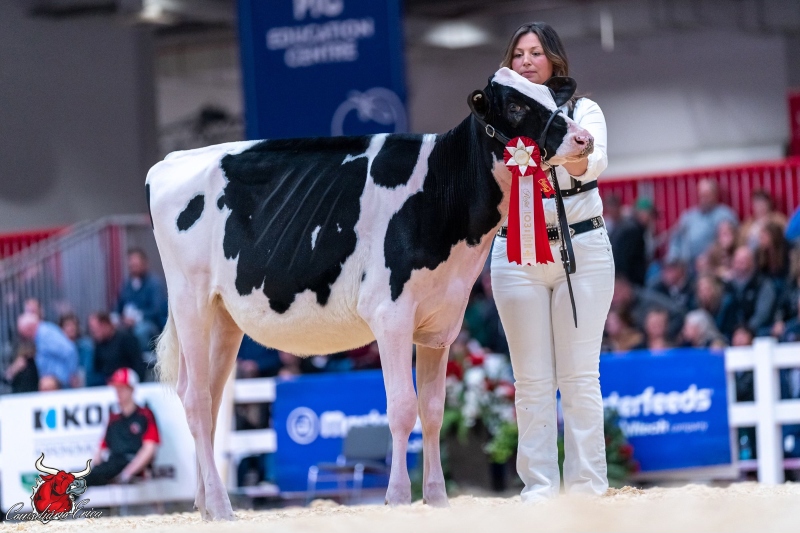 GO-SHO DETECTIVE REVENGE