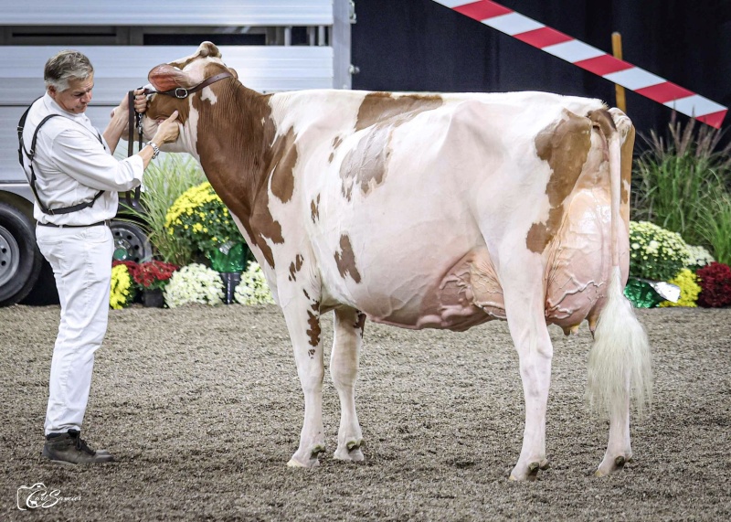 GOLDEN OAKS TEMPTRES-RED EX-94