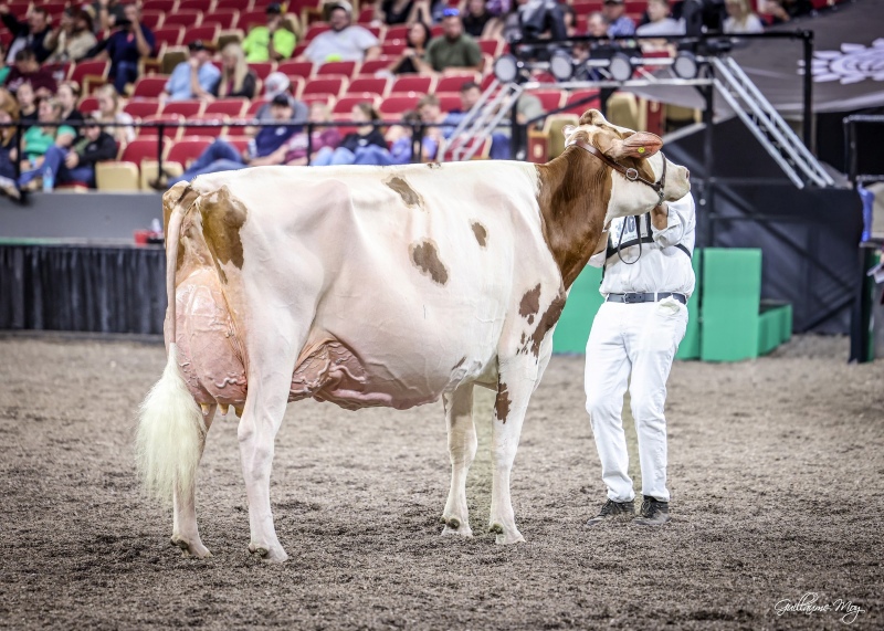 GOLDEN OAKS TEMPTRES-RED EX-94