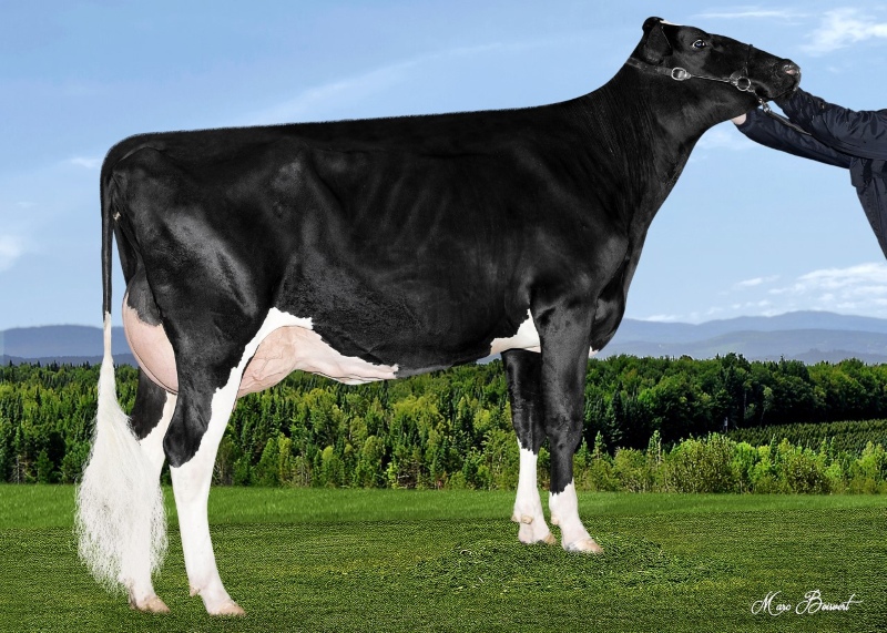 2nd DAM: GOLDEN-ROSE RIHANNA EX-92-2E 4*