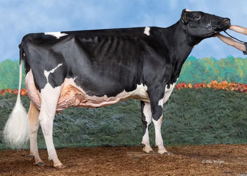 2nd DAM: HAMMINGVIEW DOORMAN SUNSHINE EX-93-2E 2*