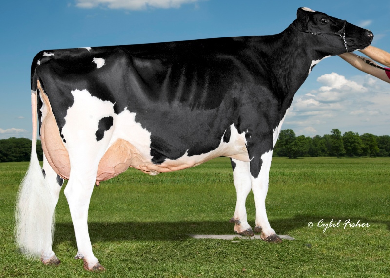 3rd DAM: KINGS-RANSOM DM DEBONNAIR EX-94-2E